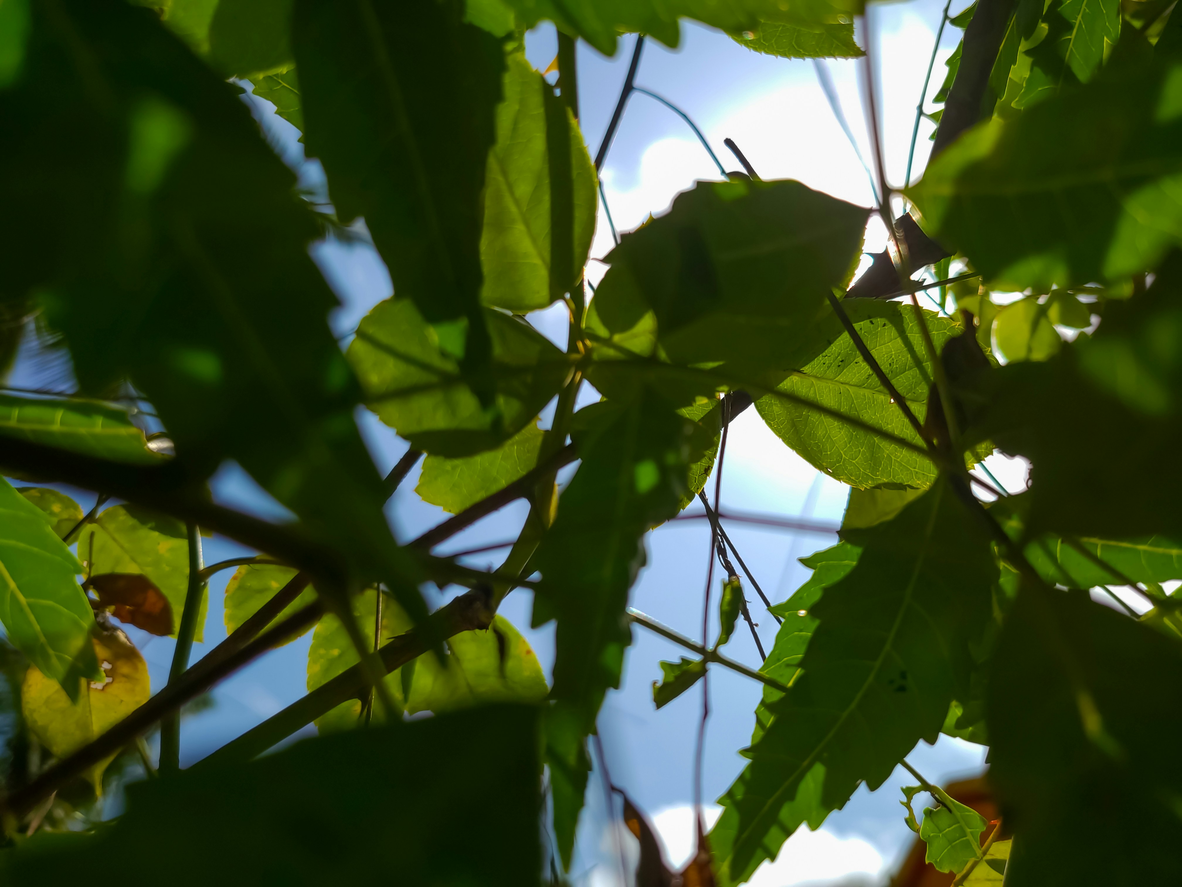 Hoja de Neem
