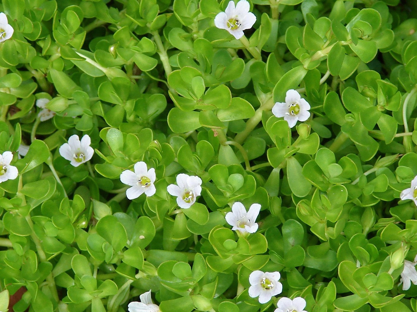 imagen de la planta brahmi