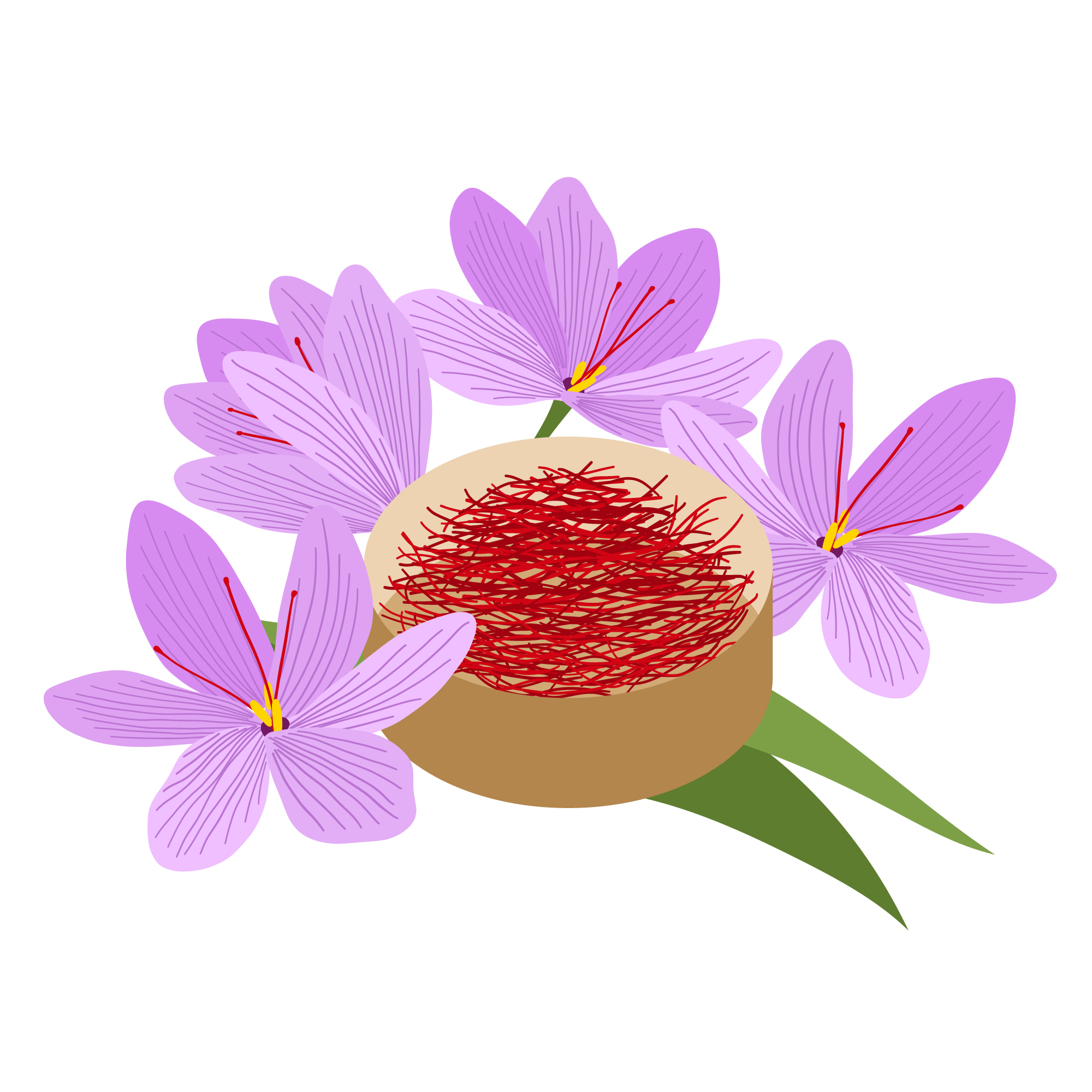 curcuma-flor
